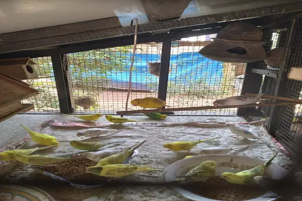 Nash Love birds wholesale